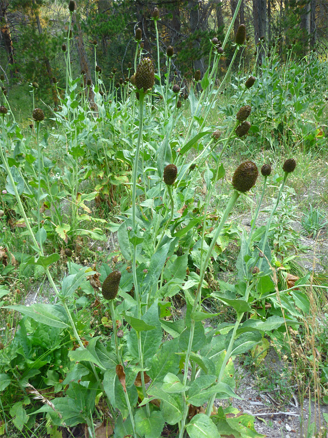 Leaves and stems