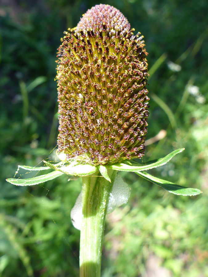 Maturing flowerhead