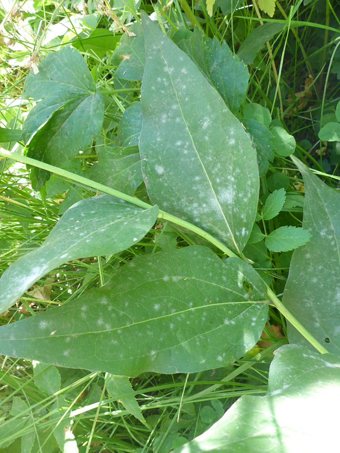 Stem and leaves