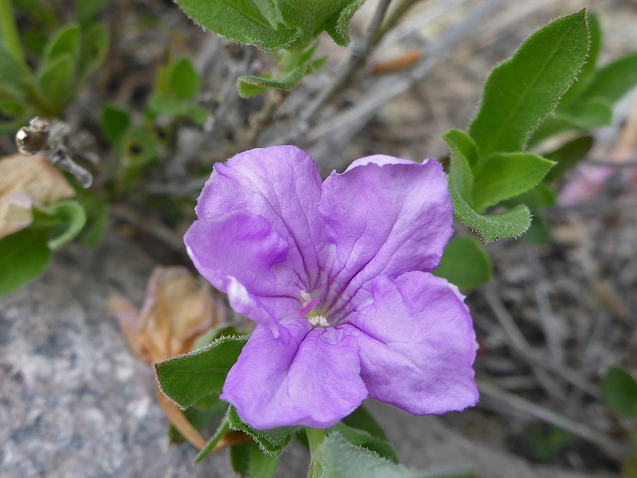 Flower and leaves