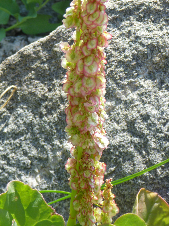 Flower spike