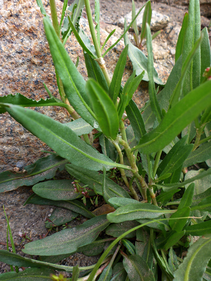 Lanceolate leaves