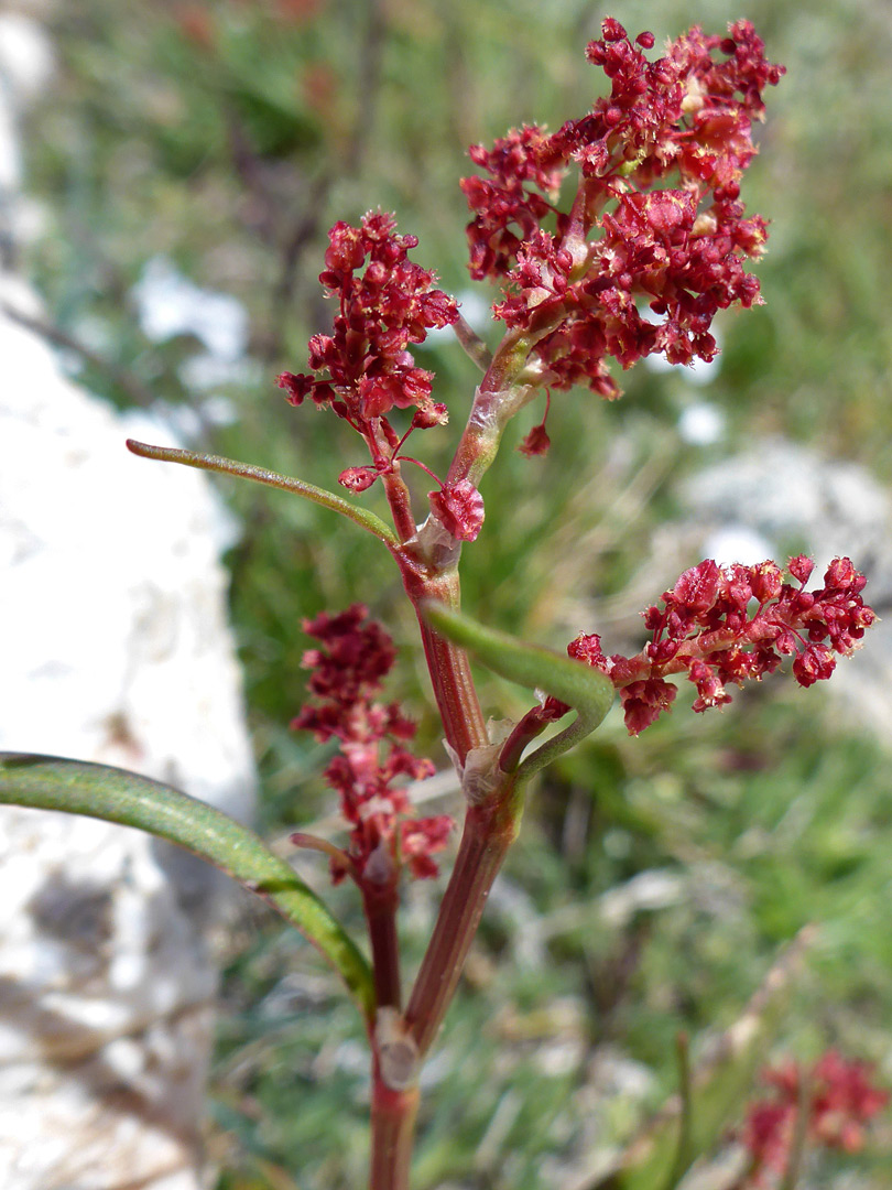 Branched inflorescense