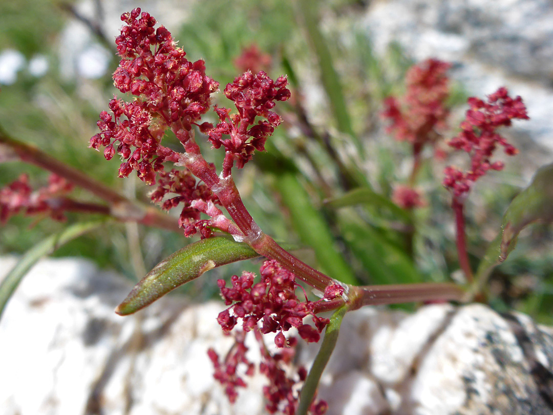 Tiny red flowers