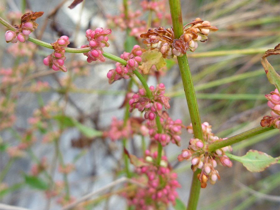 Branched stem