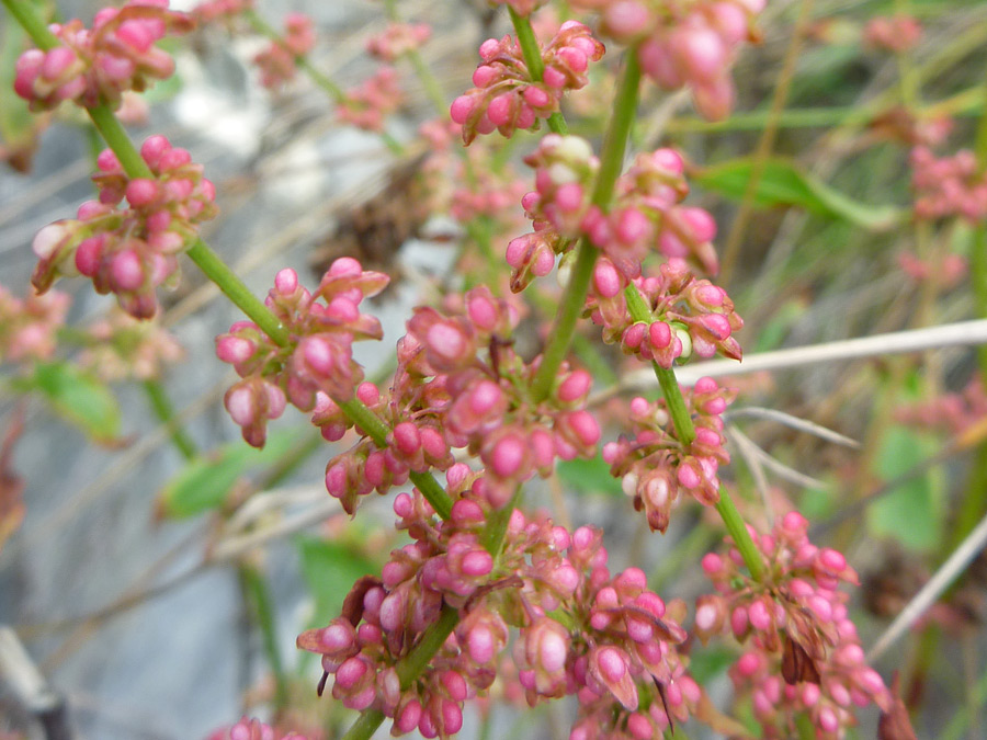 Many flowers