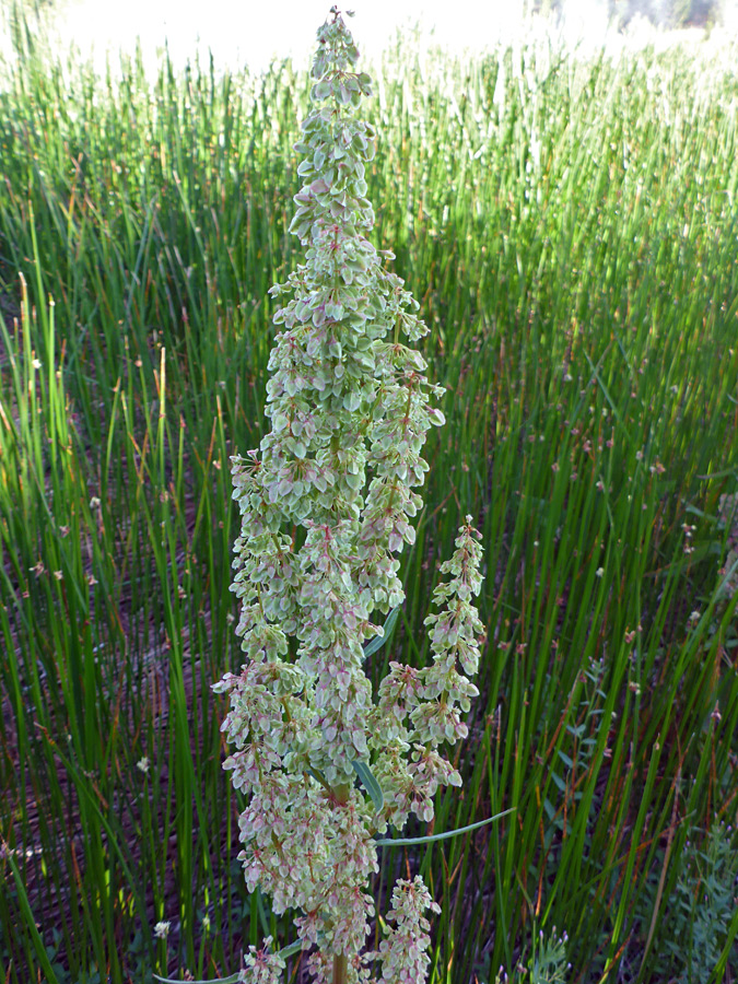 Flower spikes