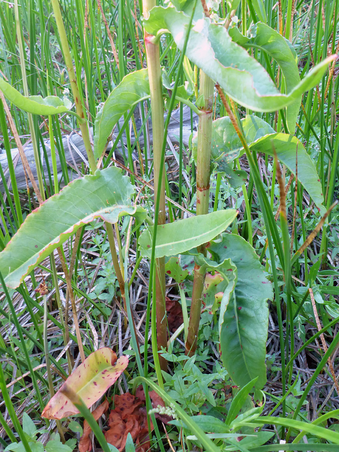 Stems and leaves