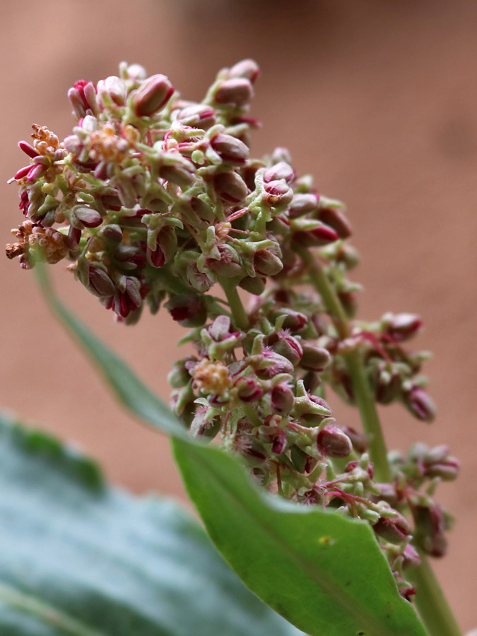 Inflorescence