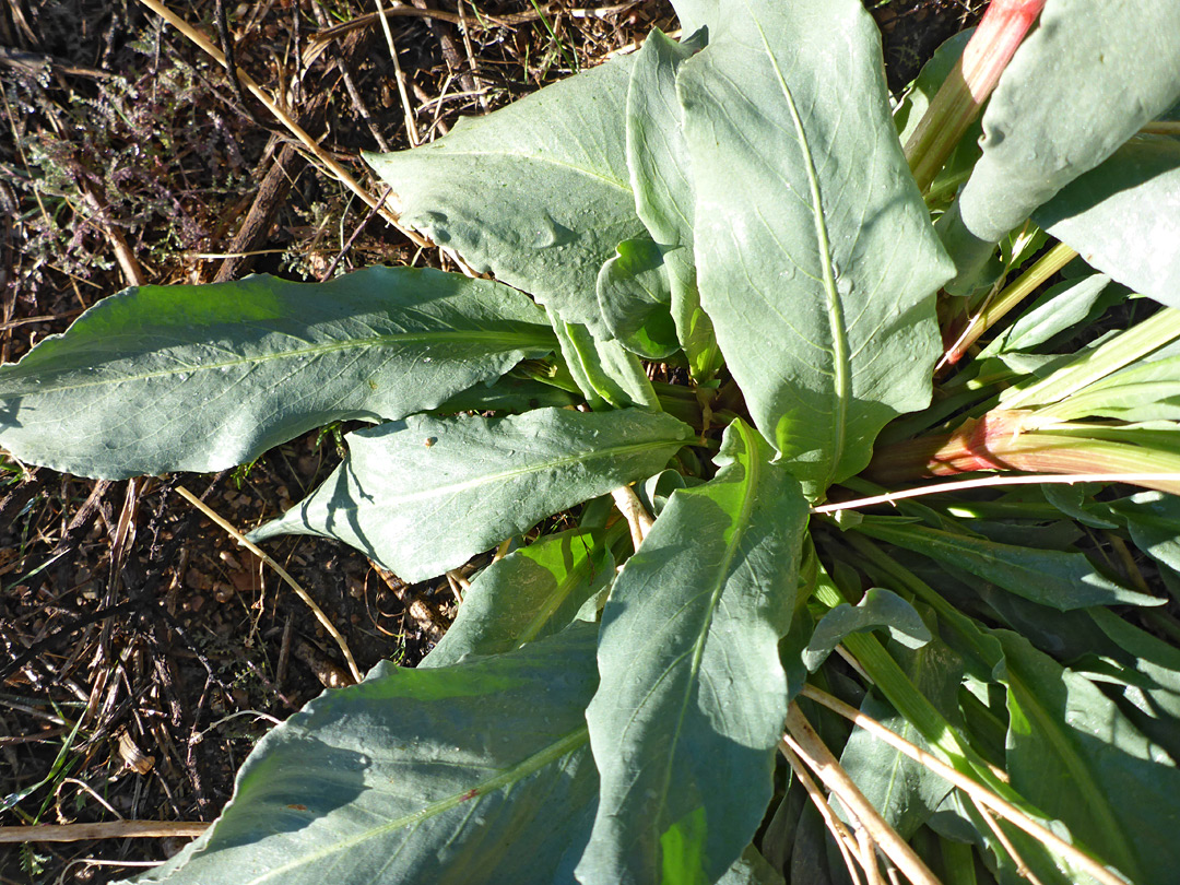 Glaucous leaves