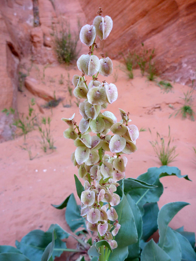 Seed pods