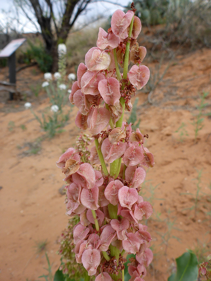 Withered flowers