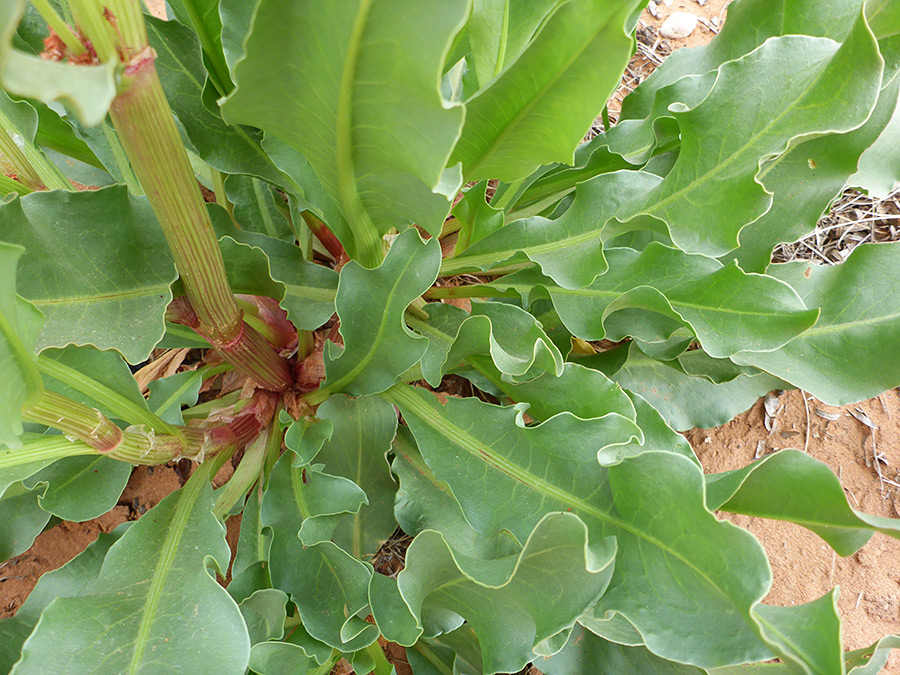 Curly-edged leaves