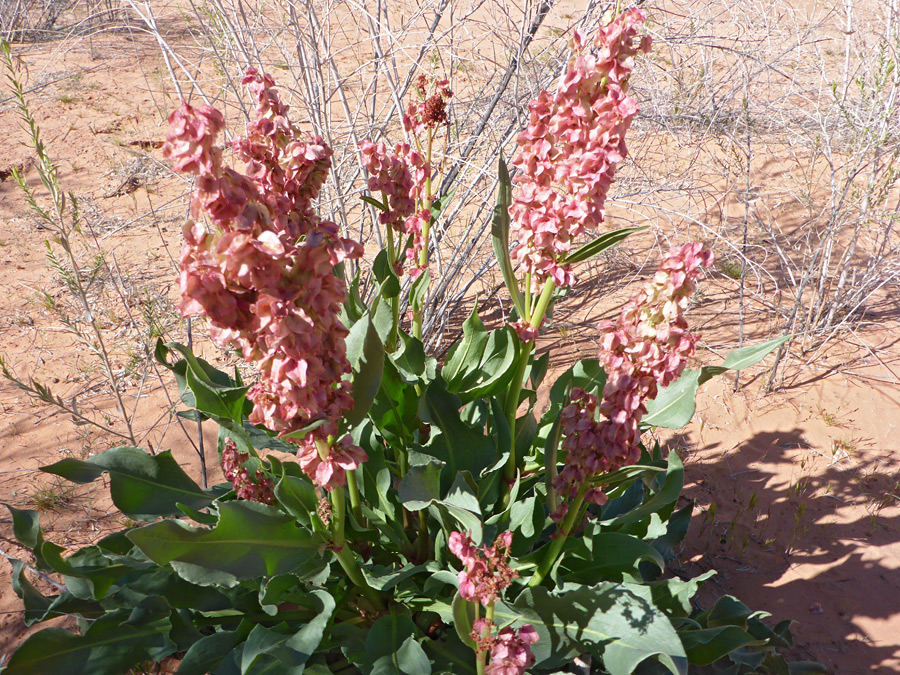 Large plant