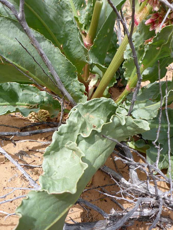 Stems and leaves