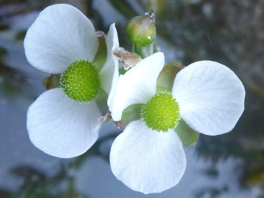 Pistillate flowers