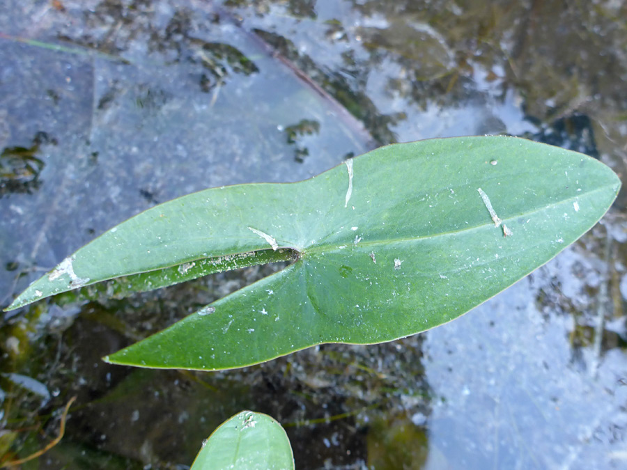 Arrow-shaped leaf