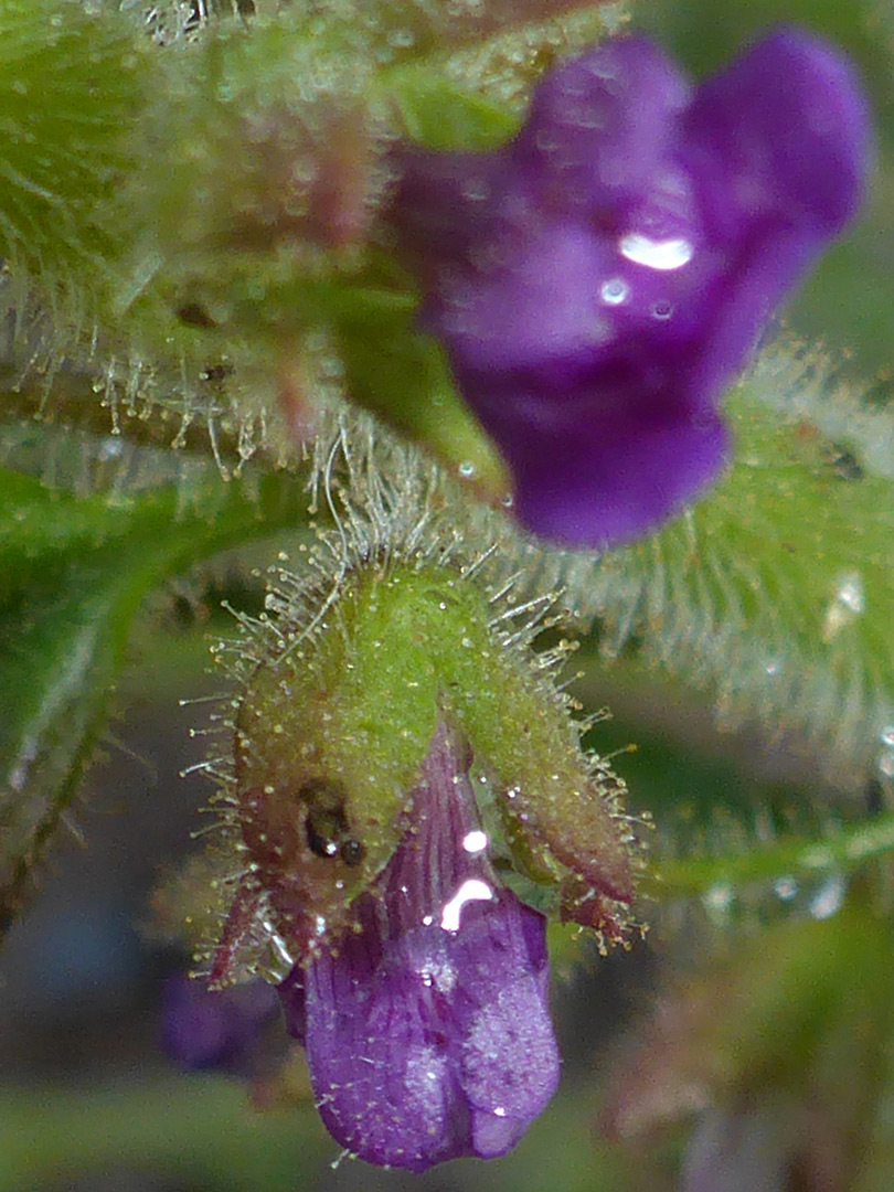 Purple flowers