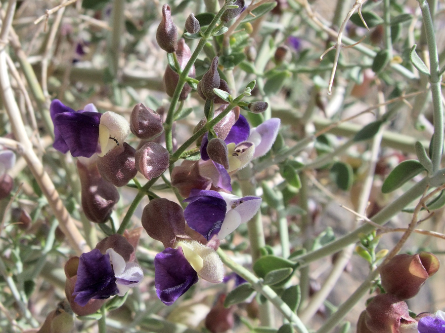 White and purple flowers