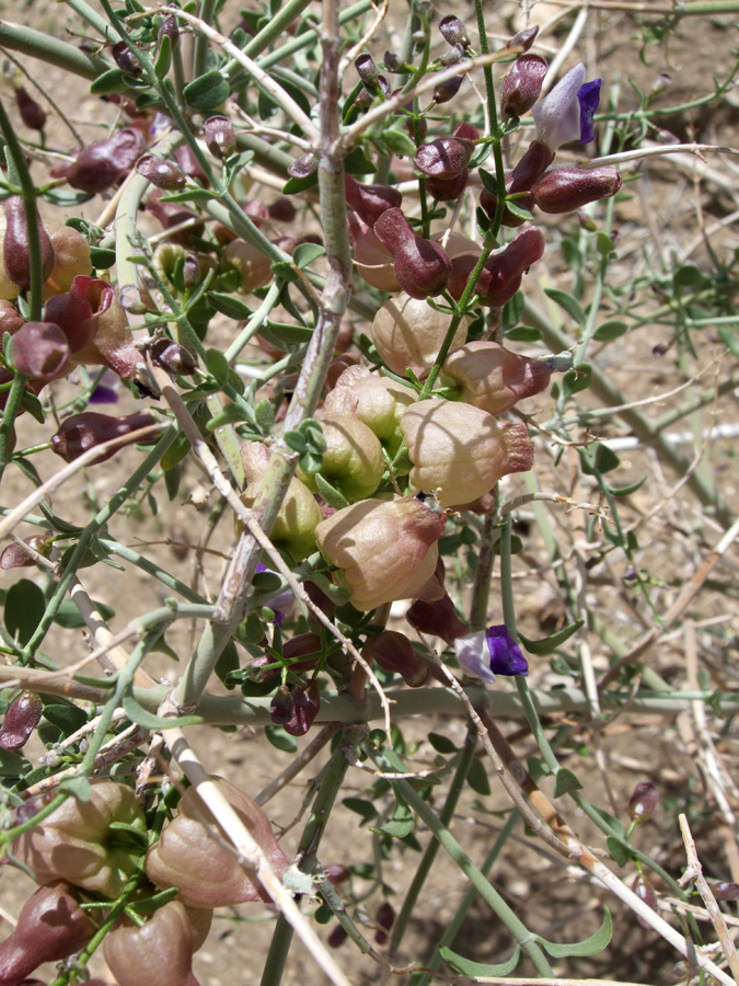 Stems and leaves