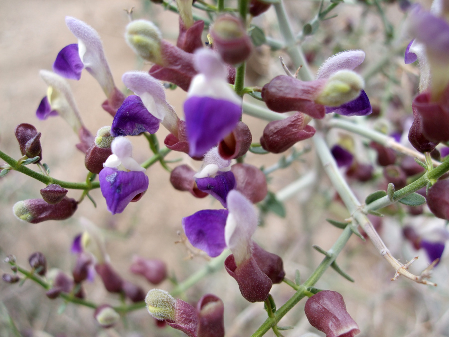 Flowers and buds