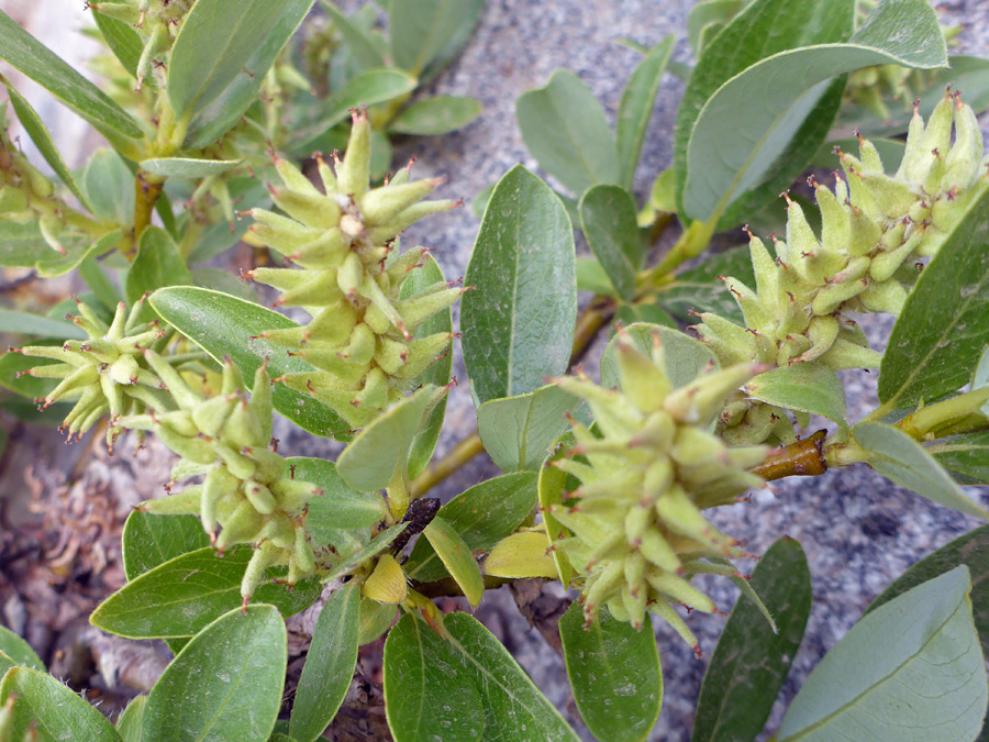 Yellowish fruits