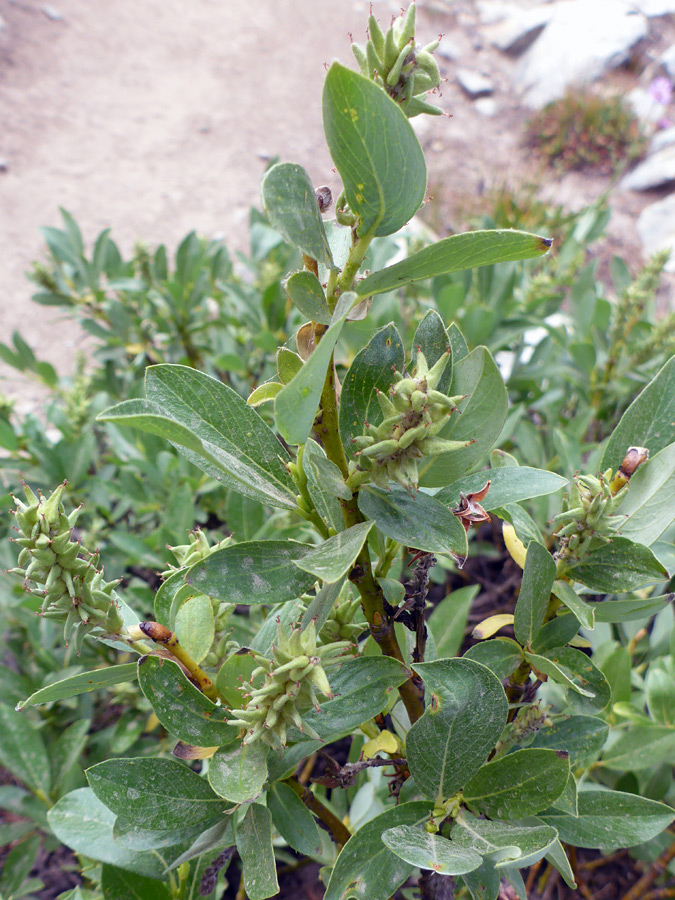 Leaves and seed pods