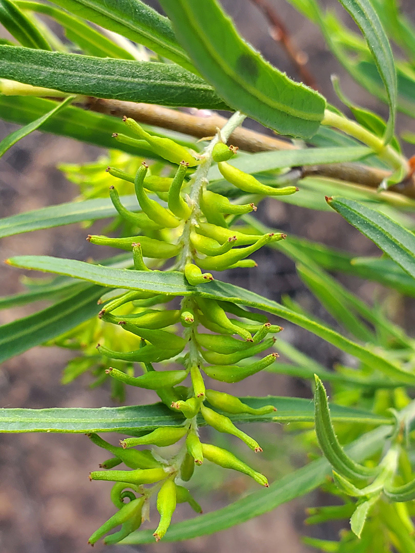 Green inflorescence