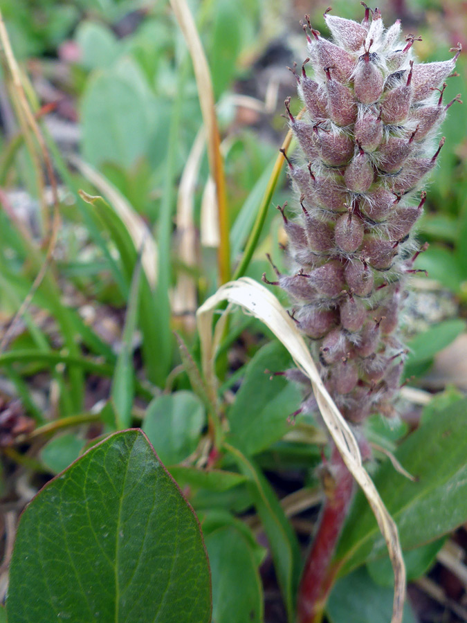 Reddish seed pods
