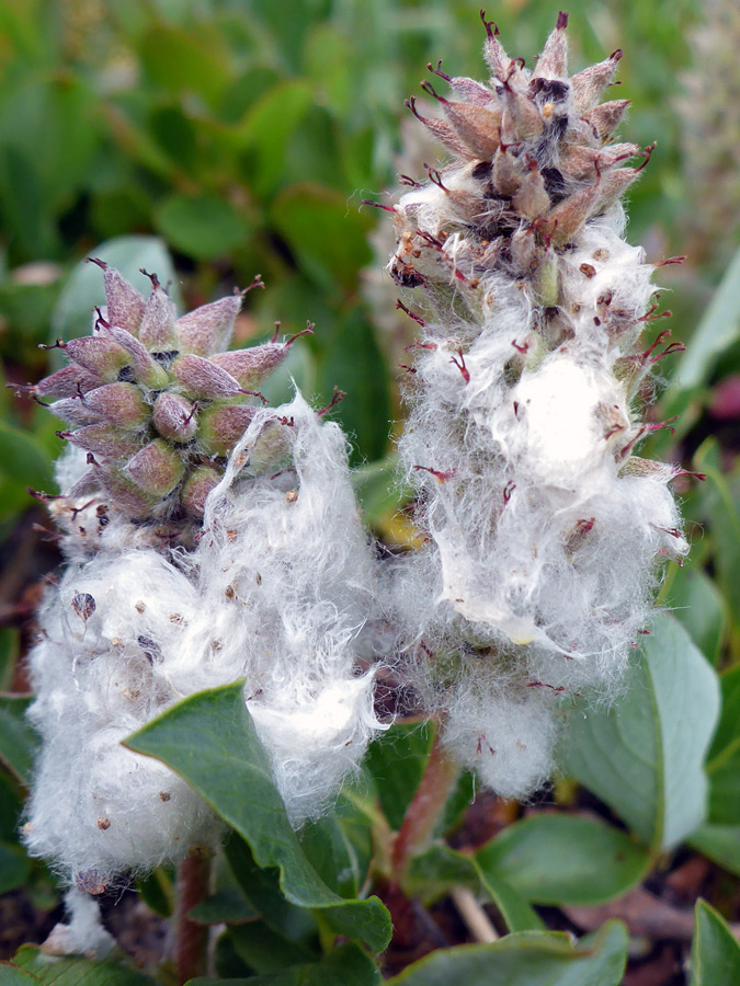 Woolly seeds
