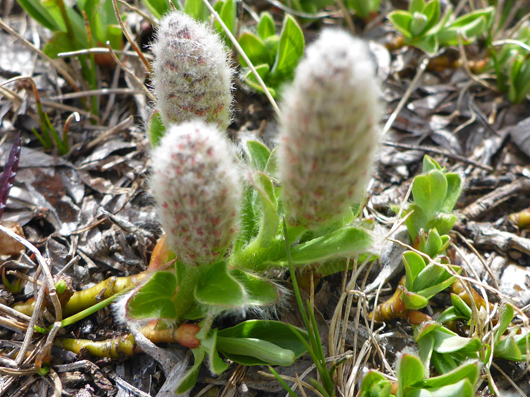 Flowers and leaves