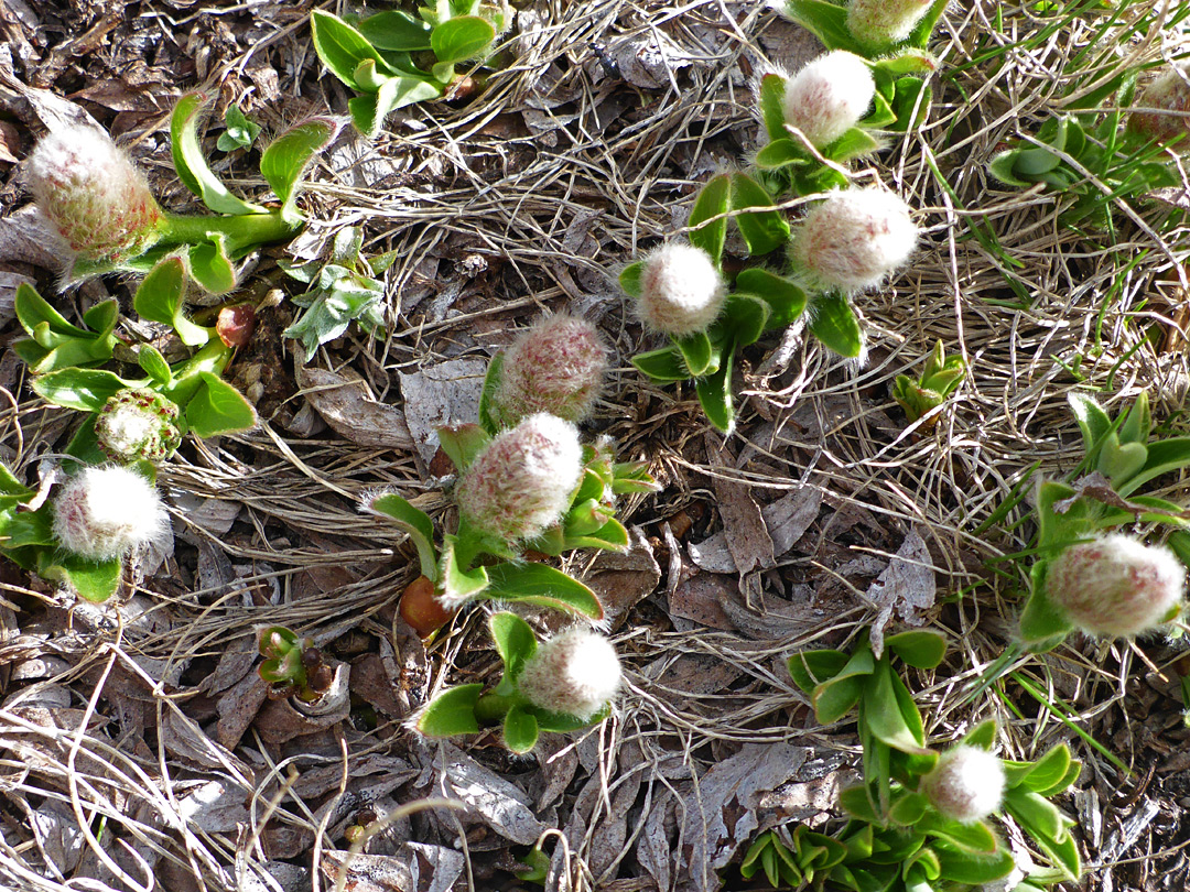 Cluster of plants