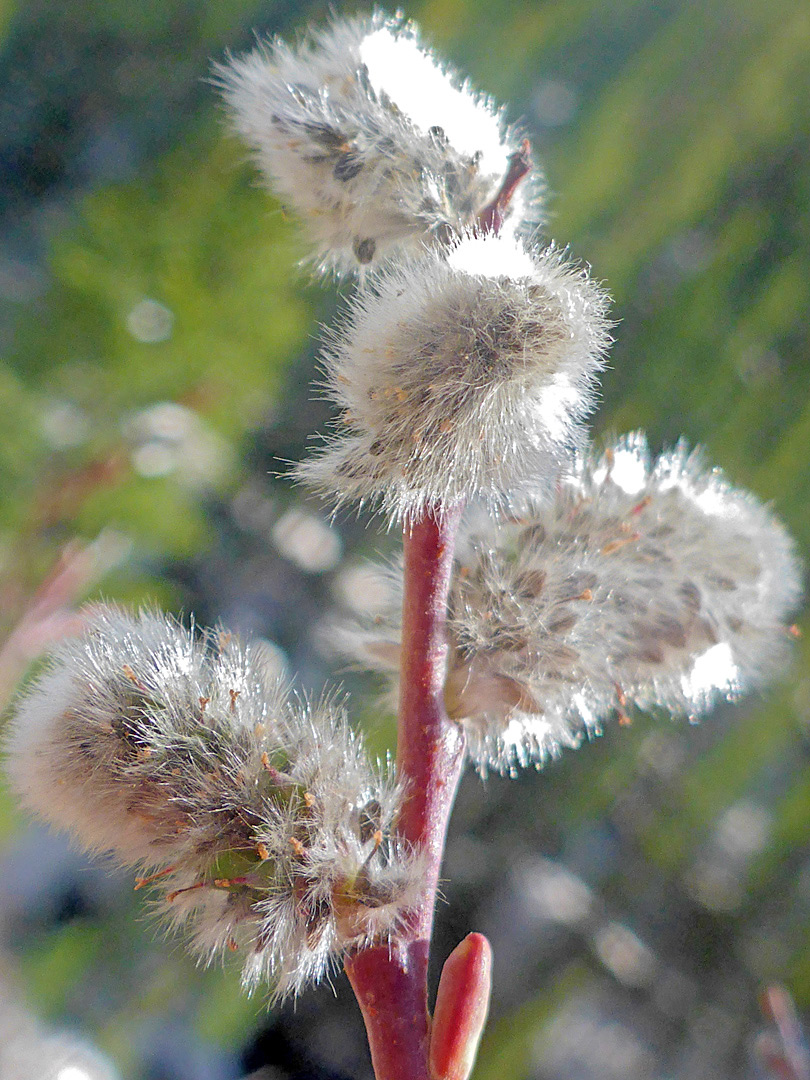 Silky hairs