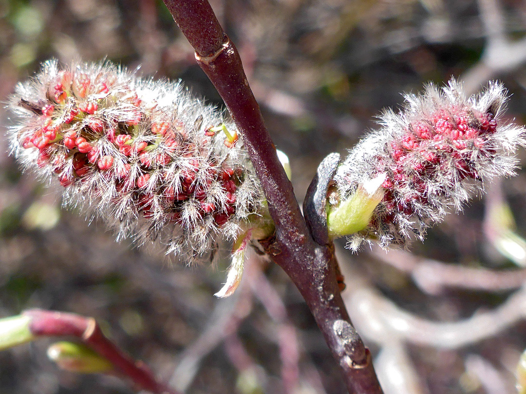 Hairy inflorescence