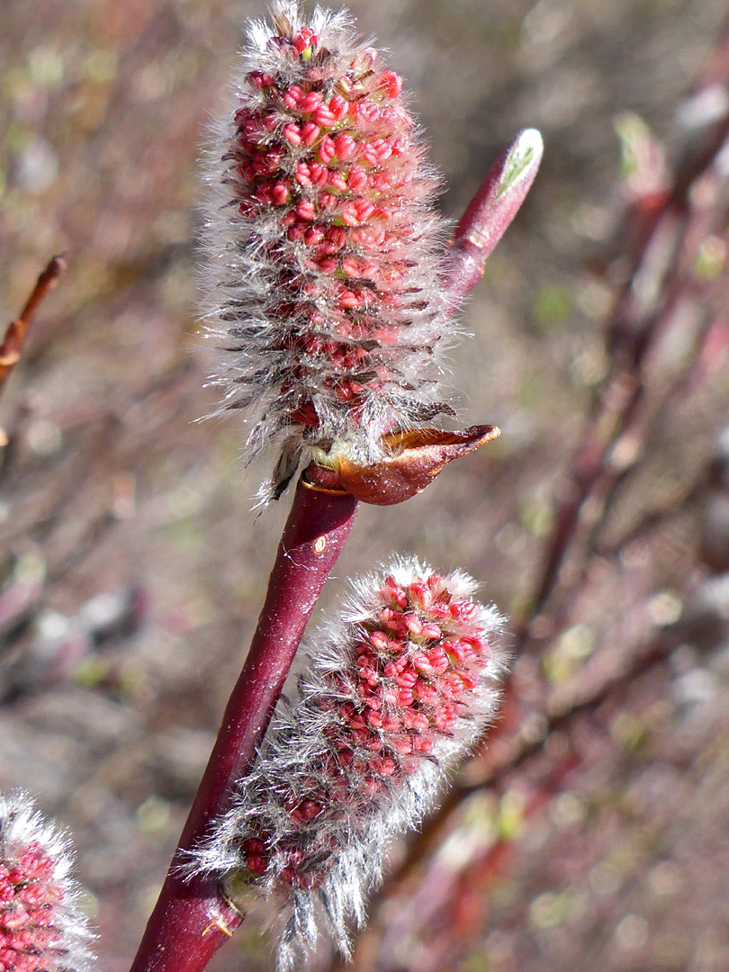 Two catkins