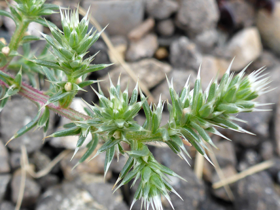 Stem and leaves