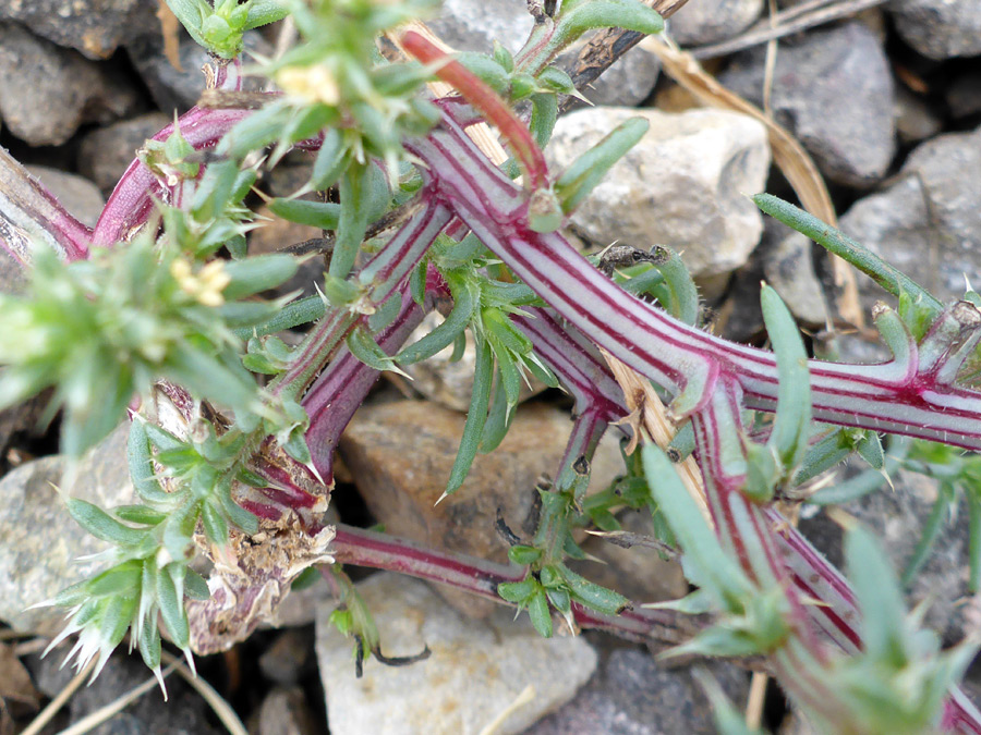 Red and white stems