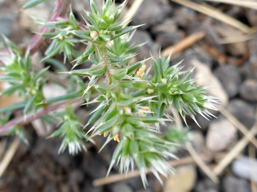 Spiny leaves