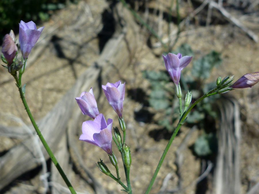 Flowers and buds