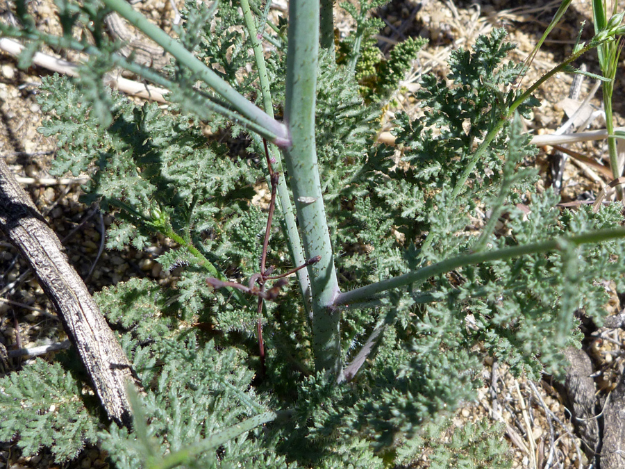 Finely divided leaves