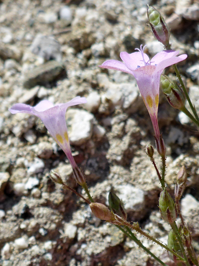 Two flowers