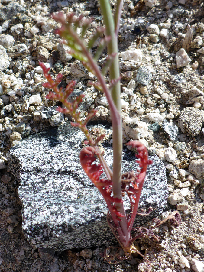 Basal leaves