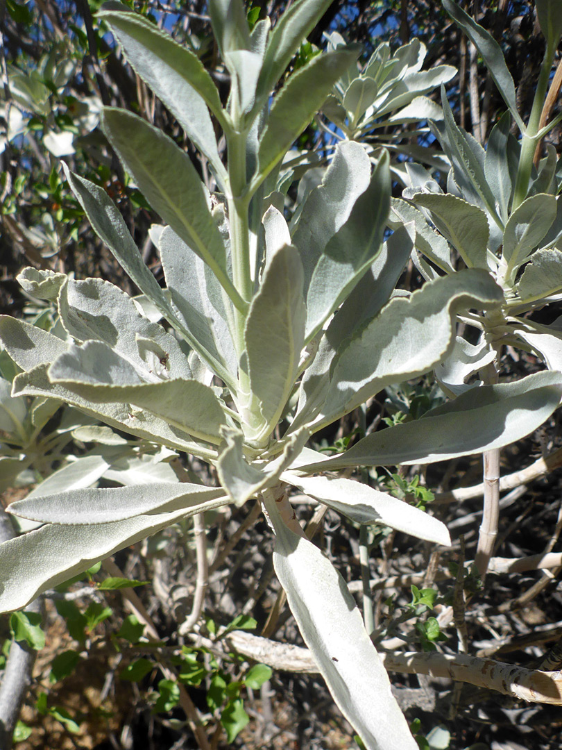 Leafy stem