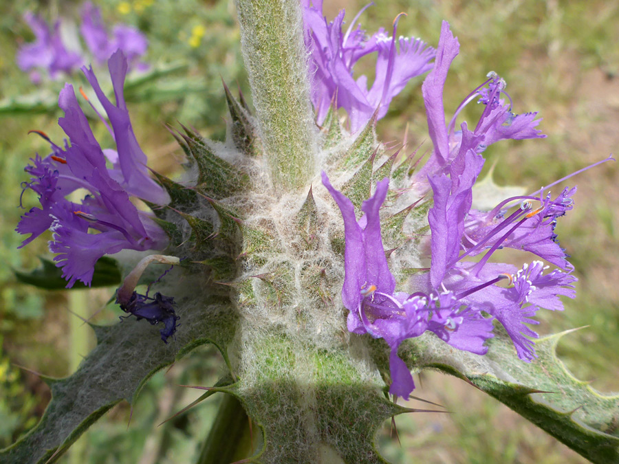 Flowers and bracts