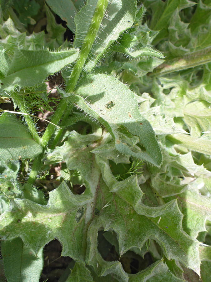 Hairy stem and leaves