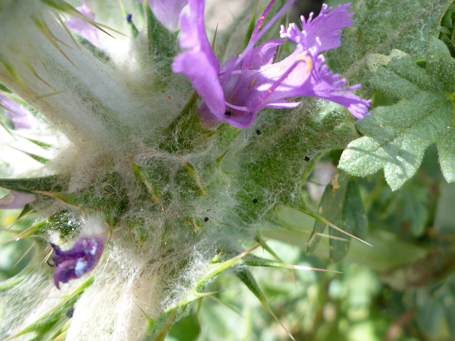 Woolly hairs