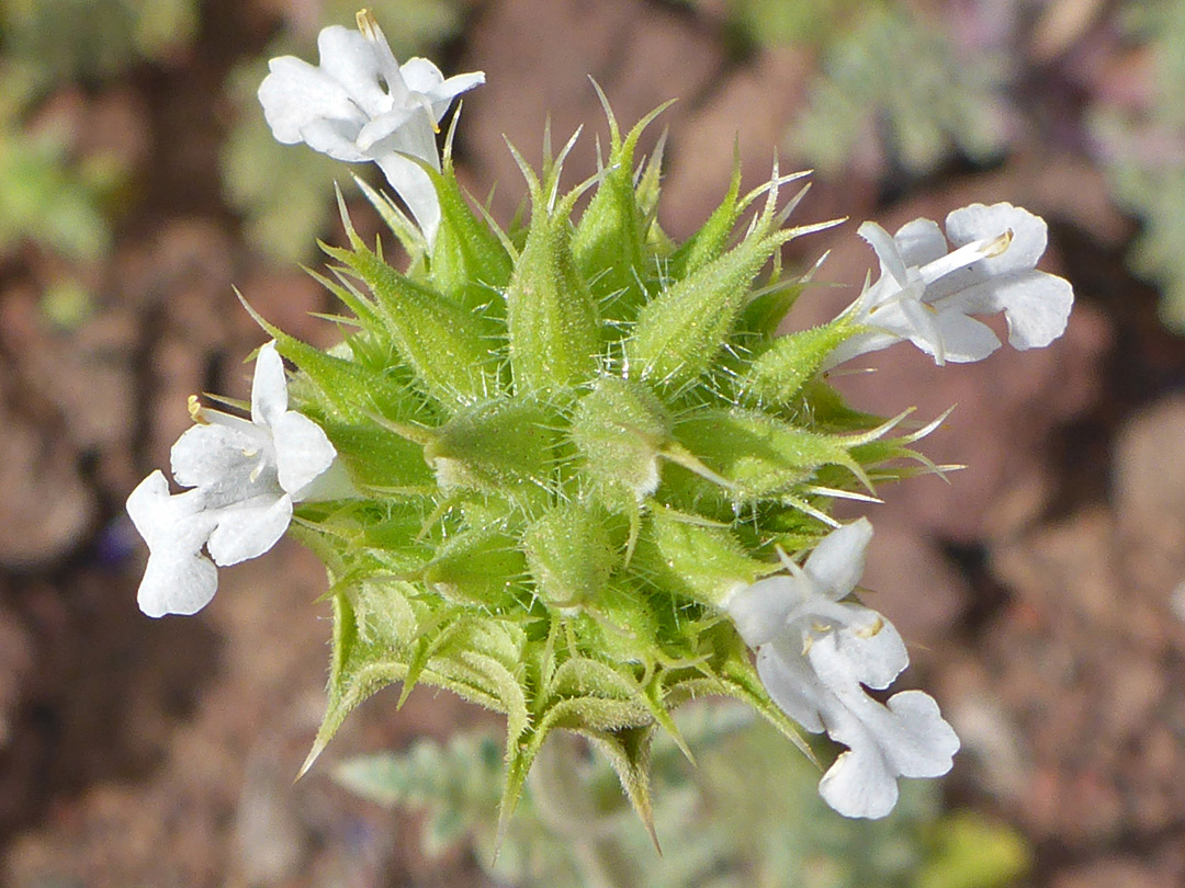 Top of the inflorescence