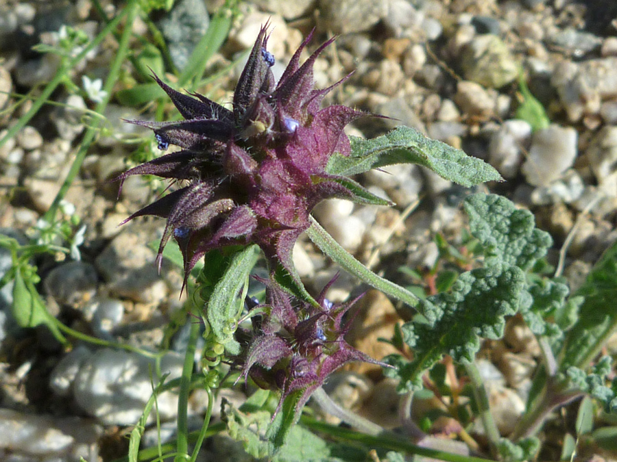 Upper stem leaves