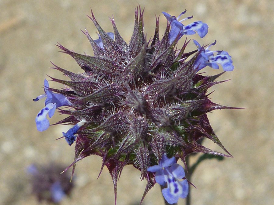Purple calyces