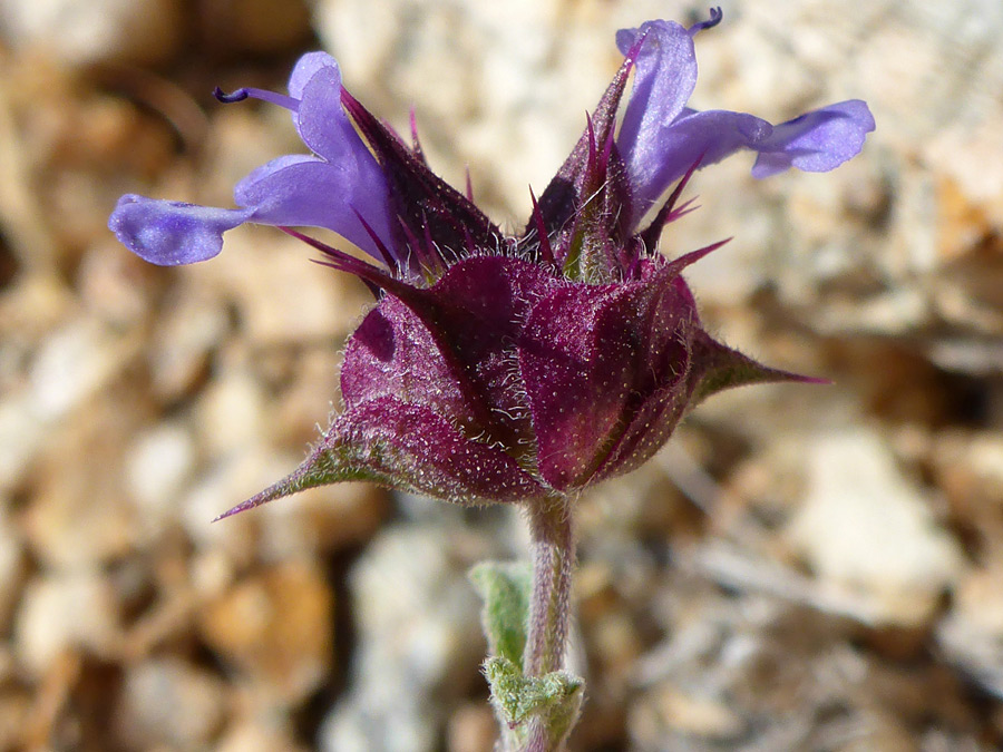 Two blue-purple flowers